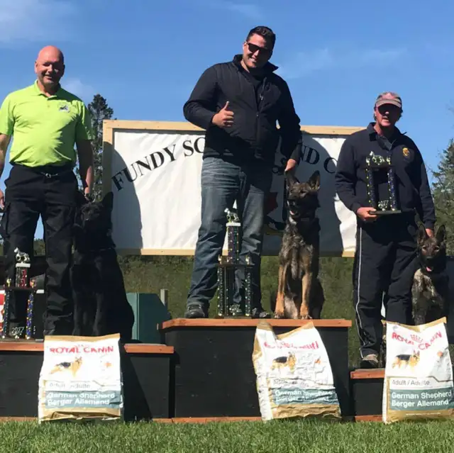 Merveilleux chiots Berger Allemand Pure Race Enregistrés ! in Dogs & Puppies for Rehoming in Trois-Rivières - Image 9