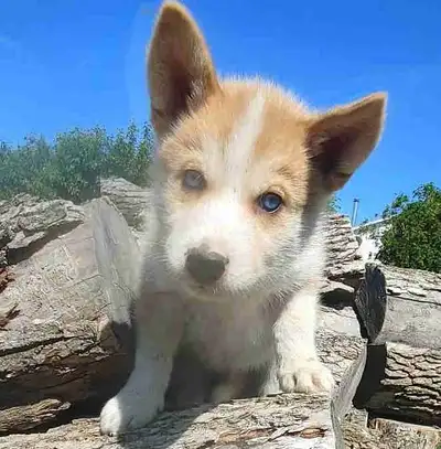 Magnifiques chiots husky super génétique!, View more