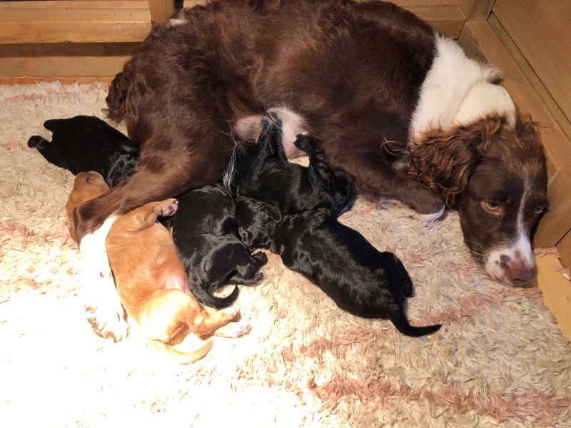 Brittany Spaniel Miniature Poodle cross Dogs & Puppies for Rehoming