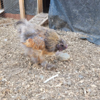 Silkie Roosters