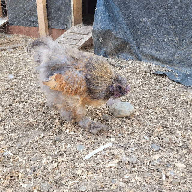 Silkie Roosters in Livestock in Quesnel