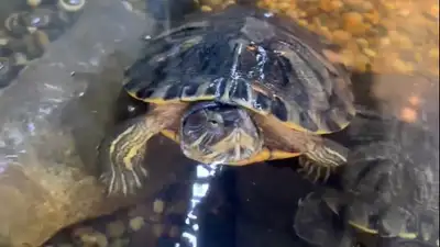 Turtle Rehome, View more