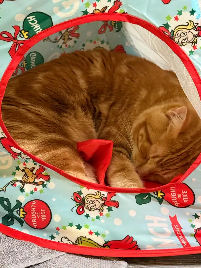 Male cat looking for forever home