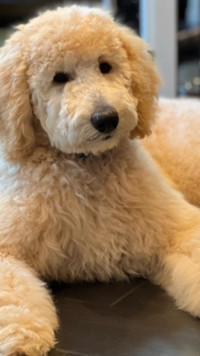 Sweet Standard Poodle  Puppies