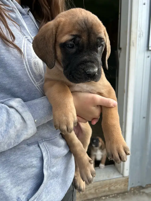 St.Bernard/Mastiff X Puppies for Sale in Dogs & Puppies for Rehoming in Edmonton - Image 8