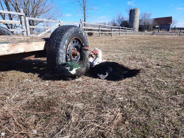 Muscovy Ducks in Livestock in Ottawa