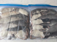 20 medium frozen rats