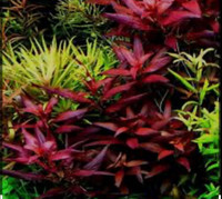 Ludwigia glandulosa aquarium plant( Sold Out)