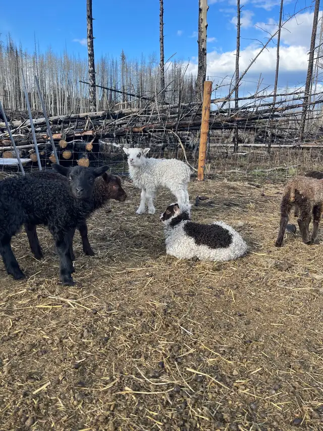 2025 Icelandic ewe lambs  in Livestock in Burns Lake - Image 3