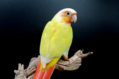 CONURES DIFFERENTES MUTATIONS NOURRIS A LA MAIN, View more