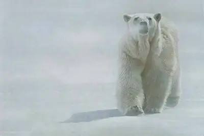 Polar Bear -Face off Terry Isaac Print Size 19 x 28-1/2  Pristin, View more