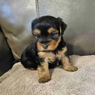 Yorkie puppies, View more