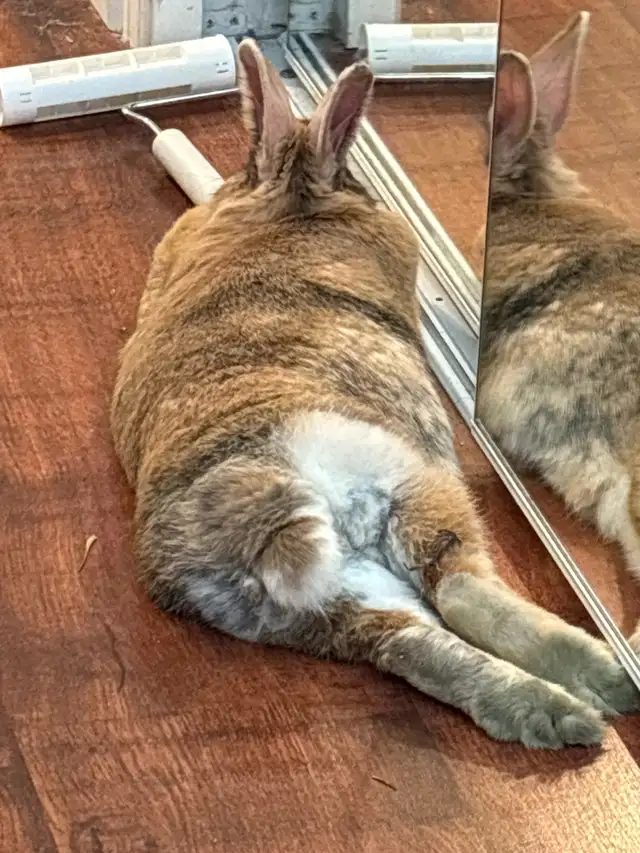 Sweet bunny needs a forever home in Small Animals for Rehoming in Delta/Surrey/Langley - Image 5