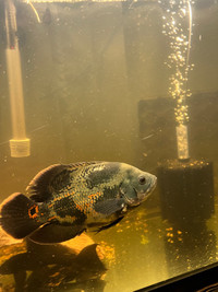 Aggressive Oscar fish