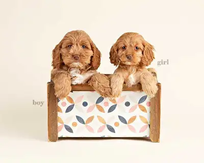 Beautiful Mini COCKAPOO Puppies FOR SALE!, View more