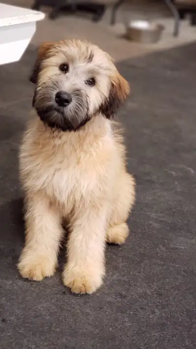 WHEATEN TERRIER/poodle Christian Doodles since 2004, View more