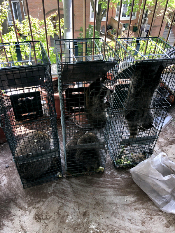 Quality affordable wildlife animal removal ,Raccoon ,squirrel  in Other in City of Toronto - Image 4
