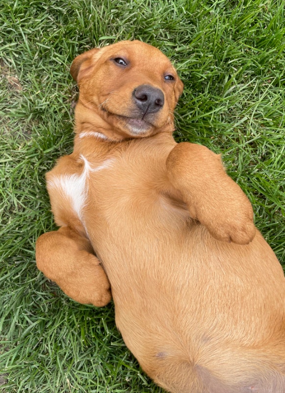 Fox Red Labradors! | Dogs & Puppies for Rehoming | Calgary | Kijiji