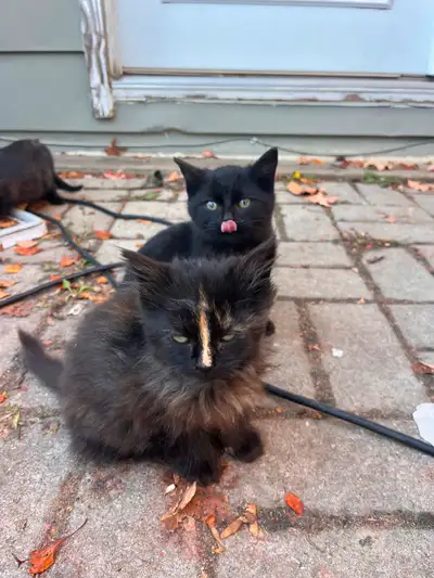 Barn kittens- calico ready to go, View more