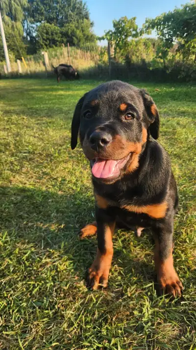 Handsome 12 Week Male Rottweiler, View more