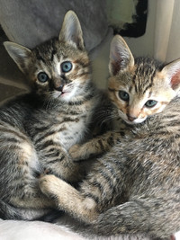 Adorable Kittens