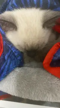 Purebred Siamese kitten