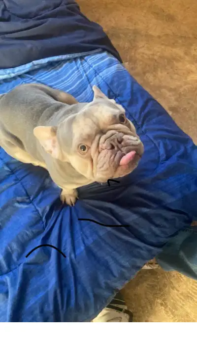 lilac tan French bulldog, View more