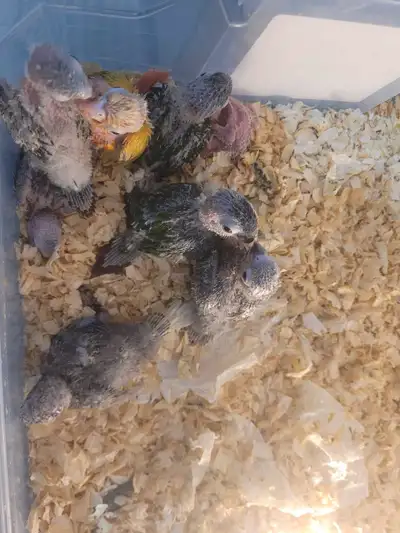 Baby conure freeflighters