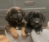 Bernese Lab Cross puppies 