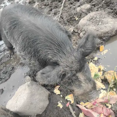 Pure Berkshire Boar, View more