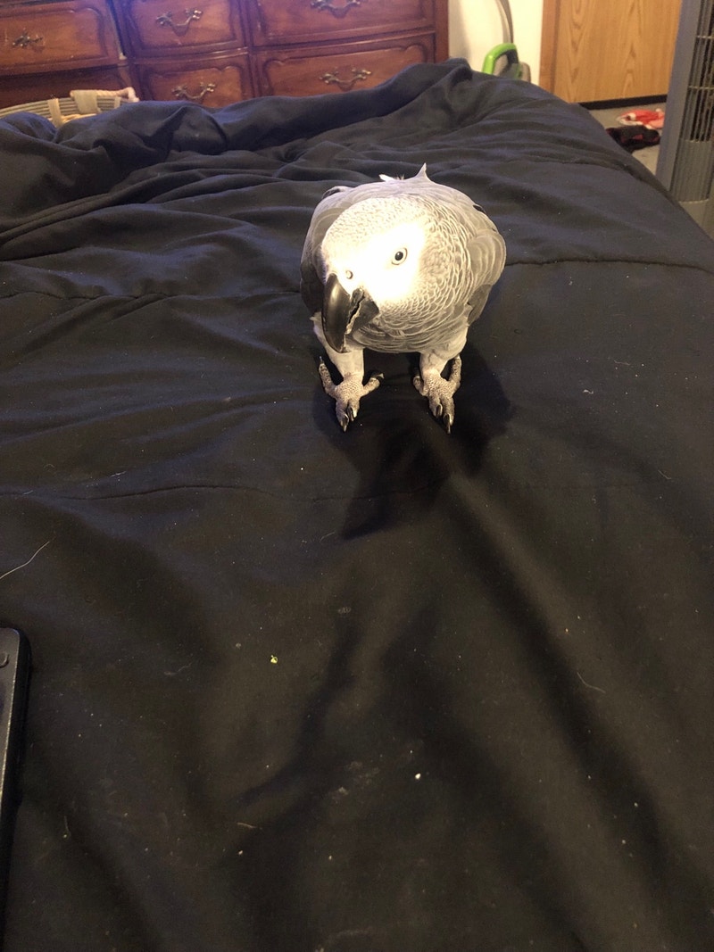 2 parrots Birds for Rehoming Edmonton Kijiji