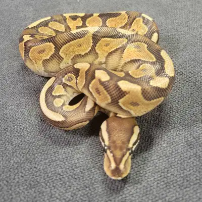 Female baby cinny enchi yb or asphalt ball python Eating ft rats Friendly and easy to handle Snake o...