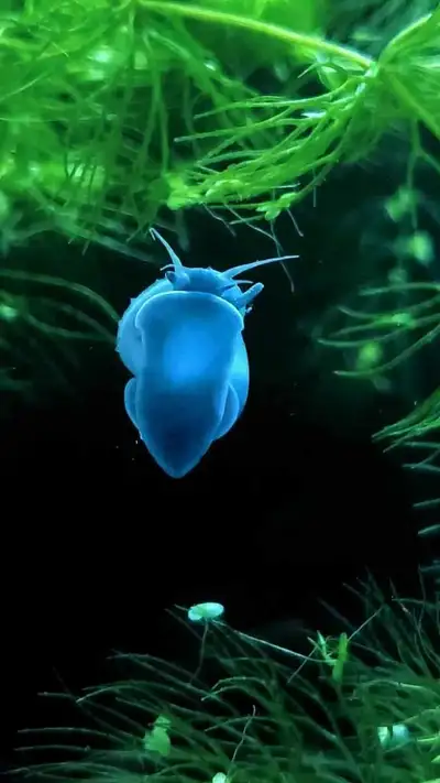 Dream blue mystery snails , View more