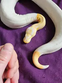 Pied albino male URGENT