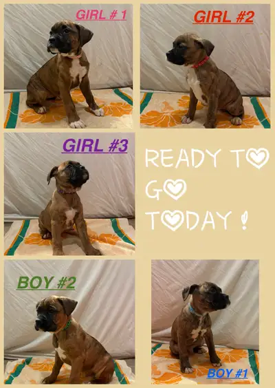 Purebred Boxer Puppies, View more