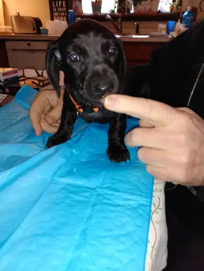 3 rare black male purebred non registered  dachshunds. ., View more