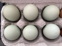 Easter Egger/Olive Egger hatching eggs