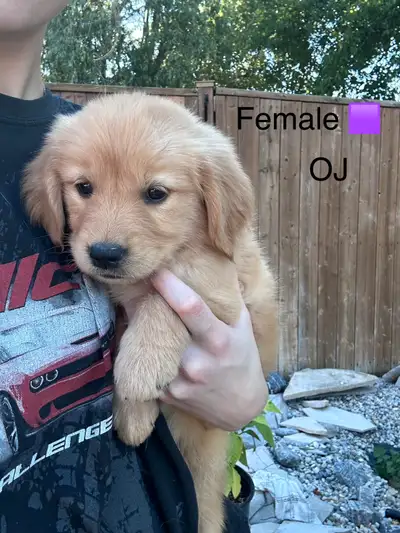 pure bred golden retrievers, View more