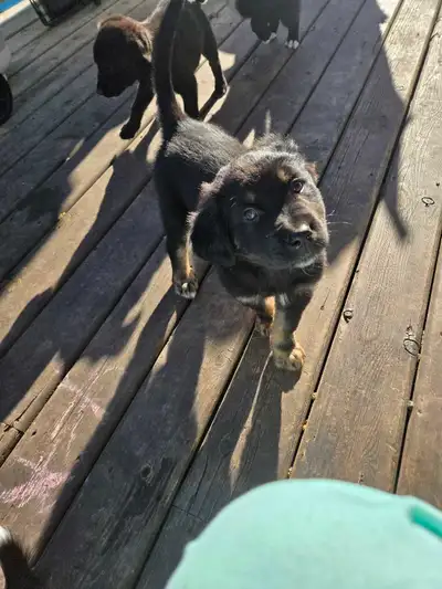 puppies rehoming, View more