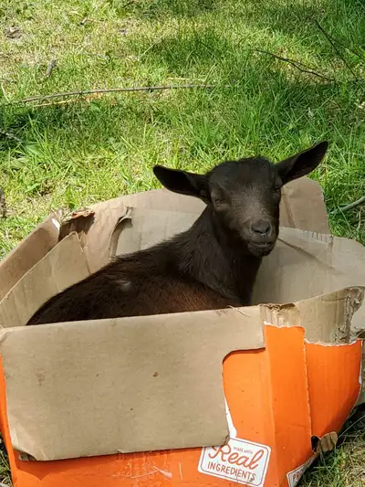 Nigerian dwarf doeling, View more