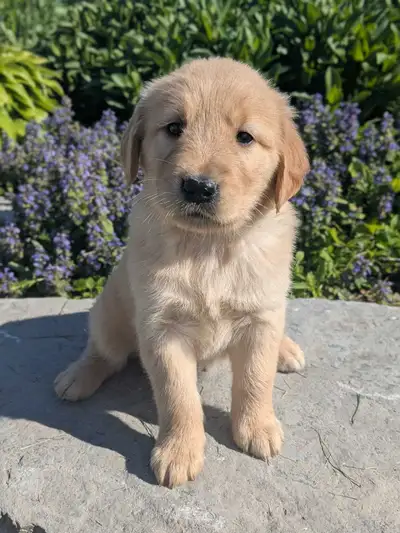 CKC Golden Retriever Puppies, View more