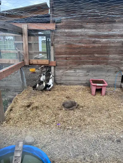 3 unsexed ducklings looking for new home 3weeks old