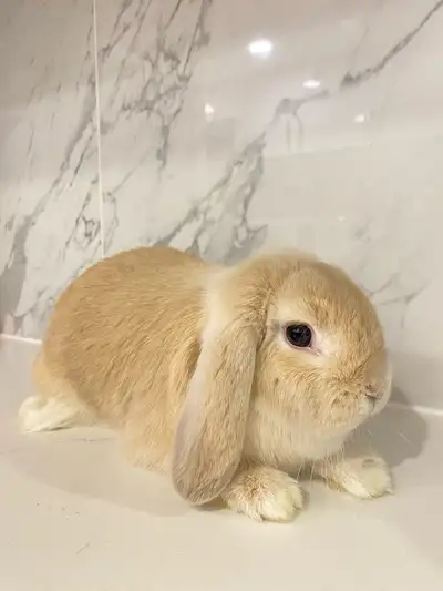 4 months old Rabit Female and super sweet. Most adorable pet I owned. $50 price Reason for selling;...