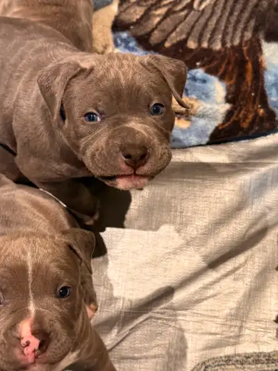 AmBull puppies, View more