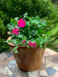 10.5 inches tall brown flower pot