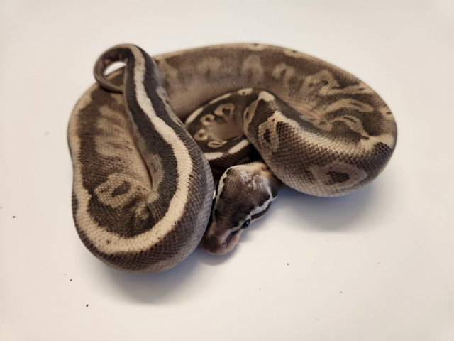 Ball Python BIG LIST in Reptiles & Amphibians for Rehoming in City of Halifax - Image 2