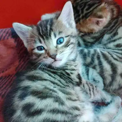 chatons Bengals (réservés), View more