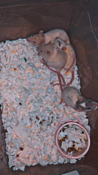 Rats à vendre
