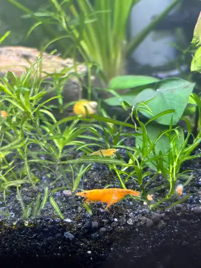 Orange Shrimp 6-$20, View more