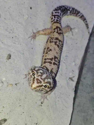 Loves crickets, can give her heat mat as well.